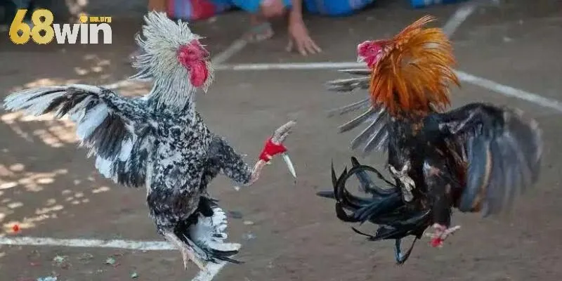 Lý do nên chọn chơi đá gà cựa dao