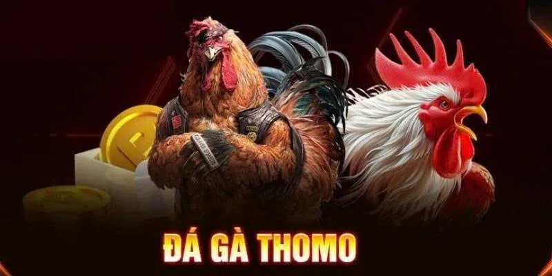 Sơ lược về đá gà thomo 68win