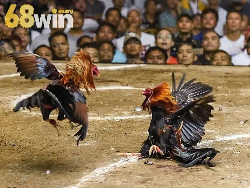 Sơ lược về đá gà trực tiếp 68win