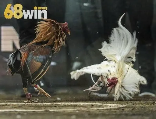 Những lý do nên chơi đá gà trực tiếp